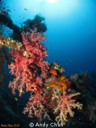 Tulamben Shipwreck - Bali
Canon S95 + UWL 04_Fisheye Len... by Andy Chan 